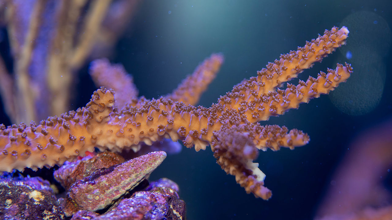 Orange coral in an aquarium setting
