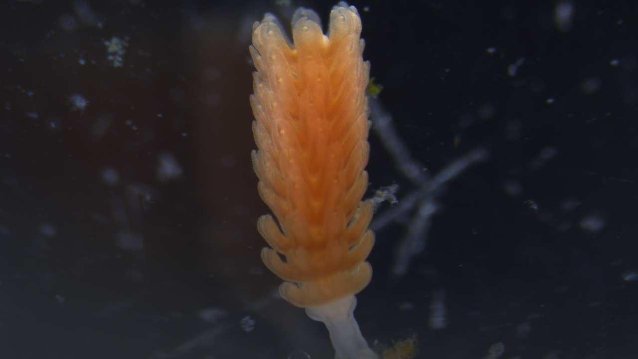 A moon jelly polyp with stack of forming ephyrae, or larvae