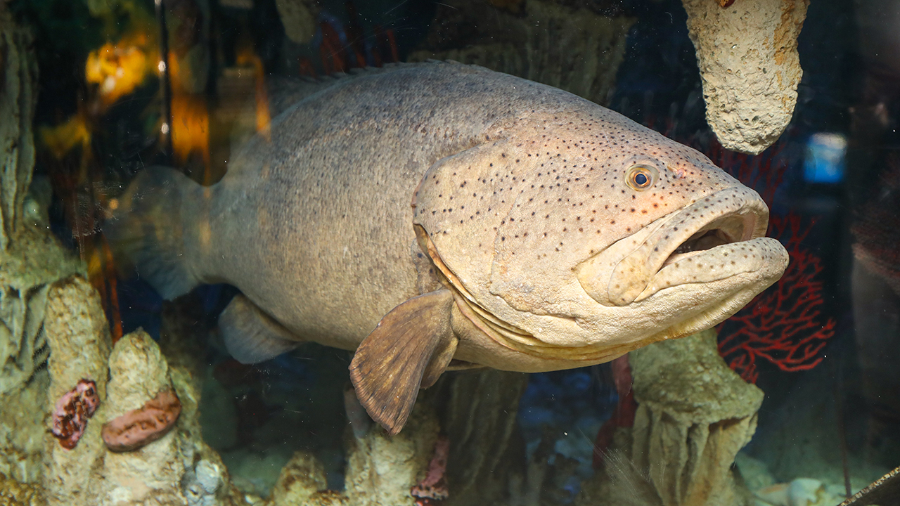 A large grouper in an aquarium setting