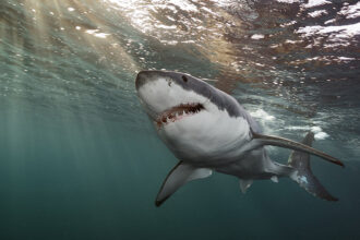 Need to Confirm a White Shark Sighting? Ask John Chisholm