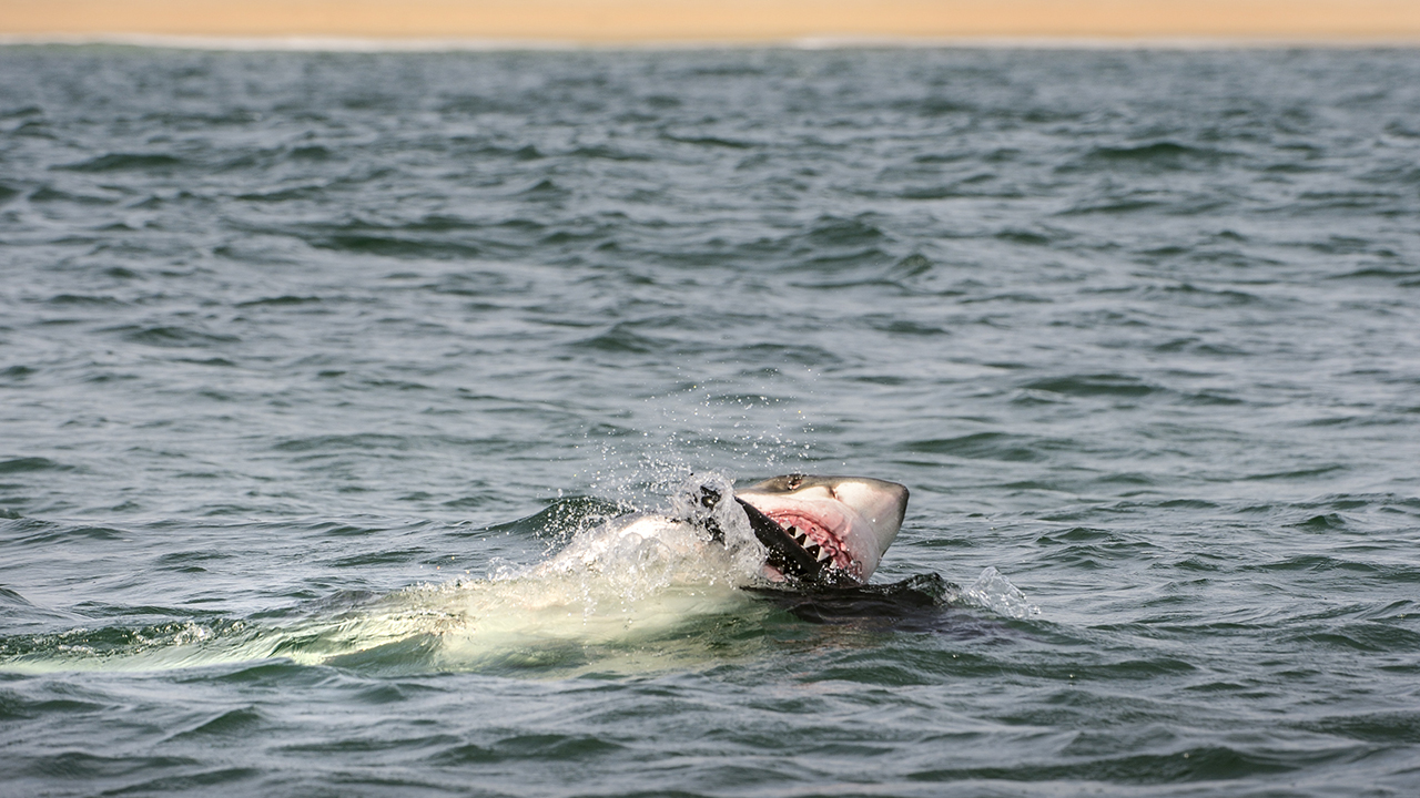 A great white shark breaching with its mouth open in a blue-green ocean.