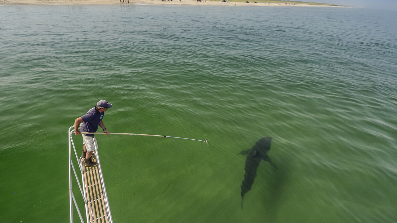 Person on a boat platform reaching out over the water with a pole towards a shark below the surface.
