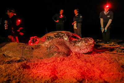 Year Five of Tagging Leatherback Sea Turtles in Puerto Rico