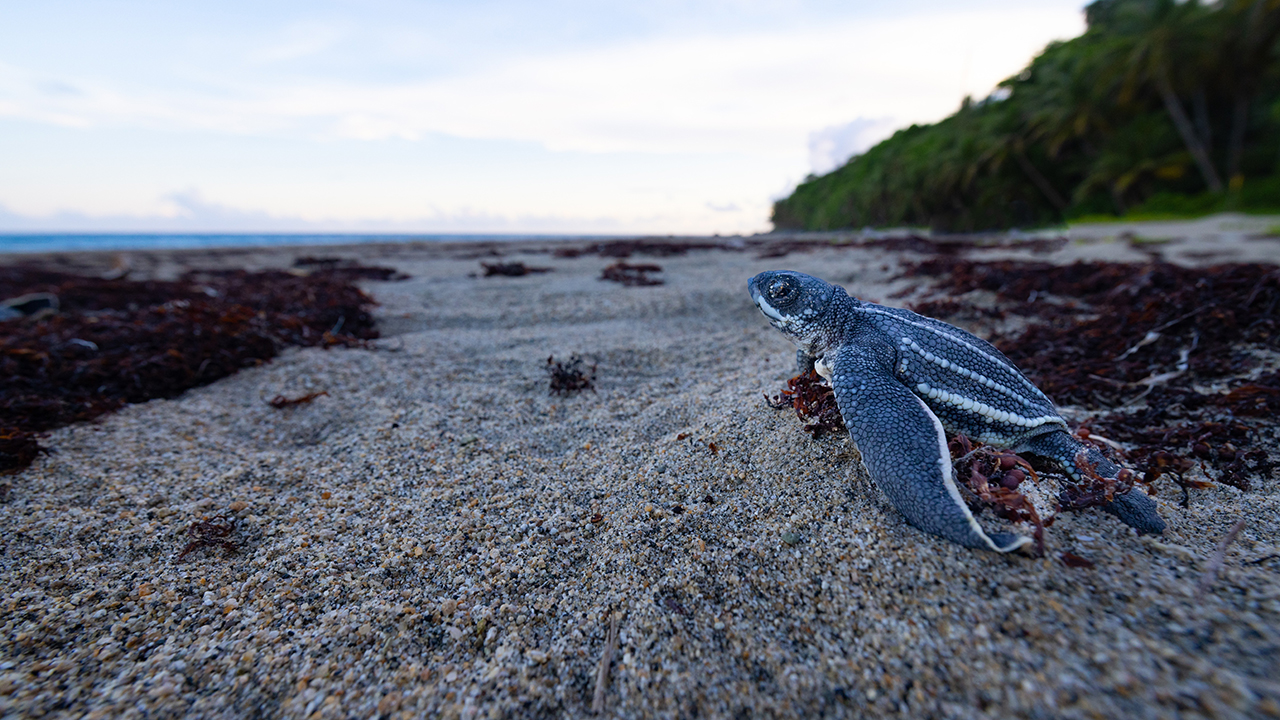 A baby leatherback turtle in the sand