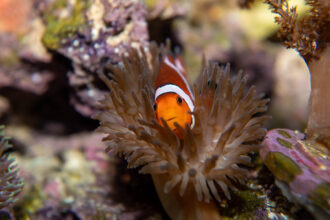 A clownfish in an anemone