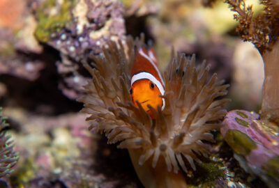 A clownfish in an anemone
