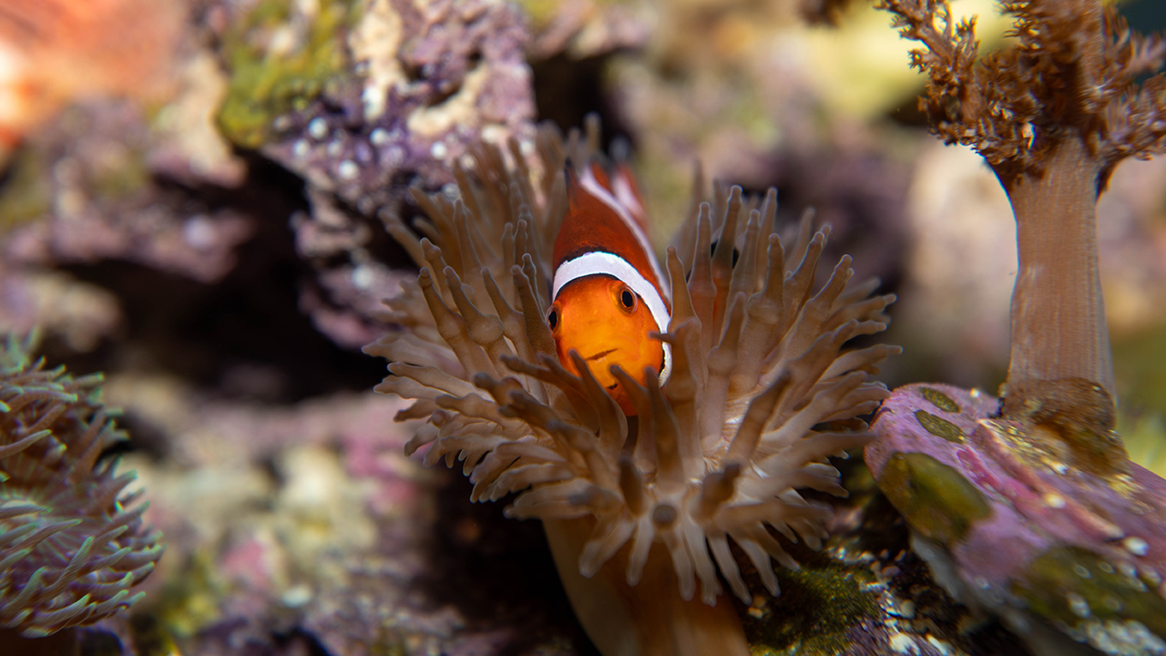 A clownfish in an anemone