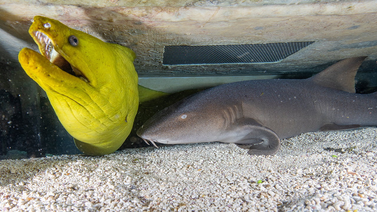 A green moray eel beside a nurse shark in a small cave at the bottom of an aquarium