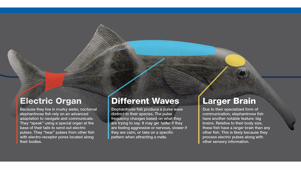 Illustration of an elephantnose fish with highlighted sections explaining its electric organ, pulse waves, and large brain. Transcribed Text: Electric Organ Because they live in murky water, nocturnal elephantnose fish rely on an advanced adaptation to navigate and communicate. They “speak” using a special organ at the base of their tails to send out electric pulses. They “hear” pulses from other fish with electro-receptor pores located along their bodies. Different Waves Elephantnose fish produce a pulse wave distinct to their species. The pulse frequency changes based on what they are trying to say. It may get faster if they are feeling aggressive or nervous, slower if they are calm, or take on a specific pattern when attracting a mate. Larger Brain Due to their specialized form of communication, elephantnose fish have another notable feature: big brains. Relative to their body size, these fish have a larger brain than any other fish. This is likely because they process electric pulses along with other sensory information.