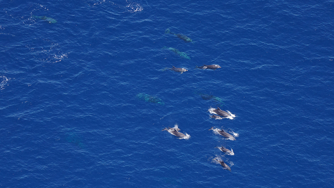 Bottlenose dolphins