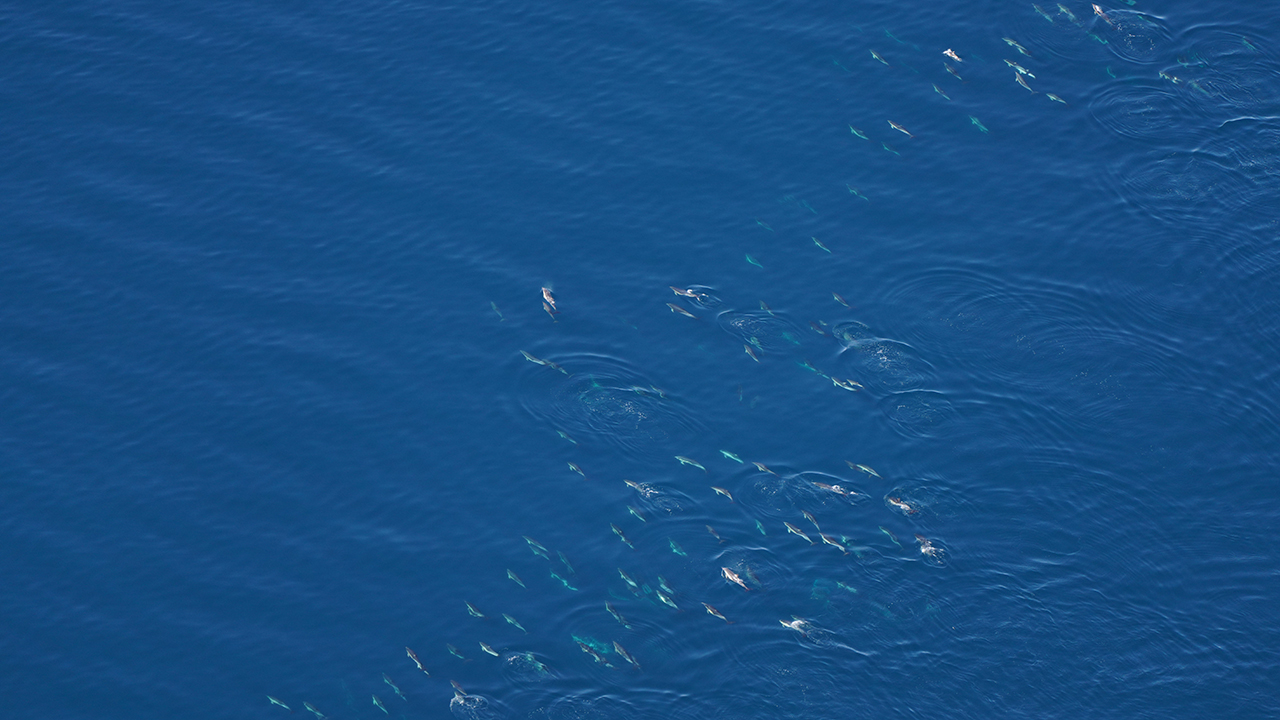 Common dolphins