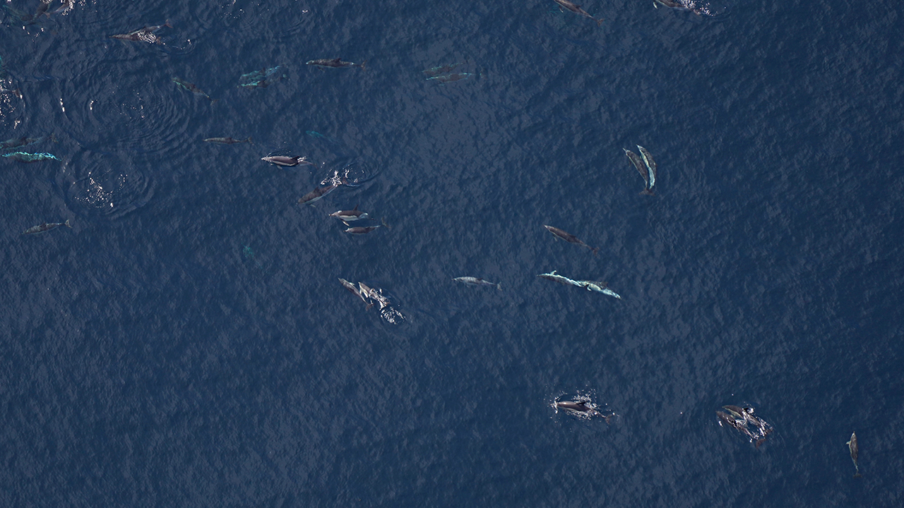 Common dolphins