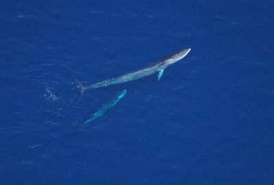 Aerial Survey Sights Over the Monument Highlight Important Protected Habitat