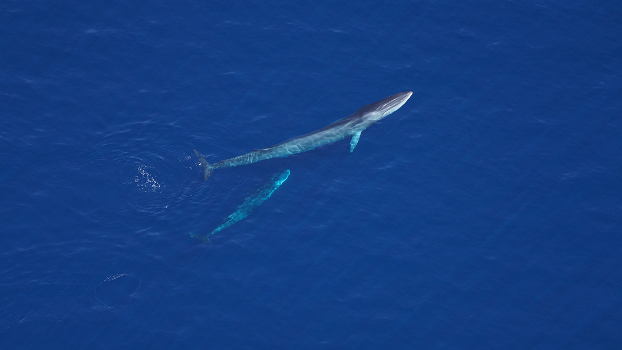 A fin whale mother and calf pair