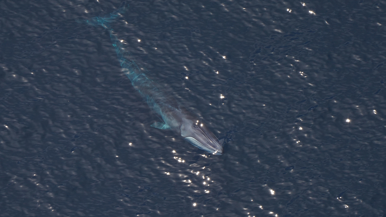 Fin whale