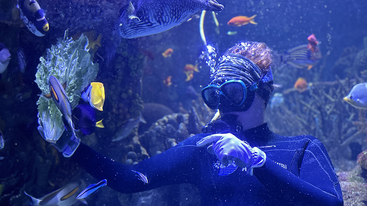 A person scuba diving in an aquarium setting surrounded by tropical fish