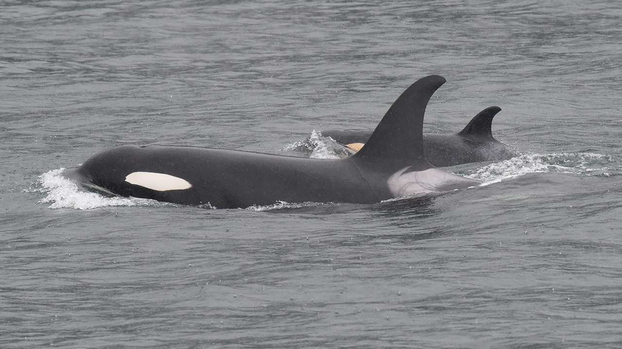 A mother and calf pair of killer whales swimming side-by-side
