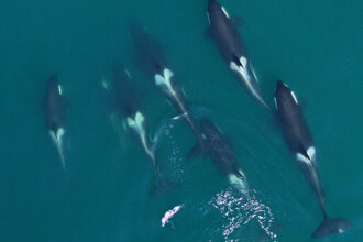 Taking Whale Science to New Heights