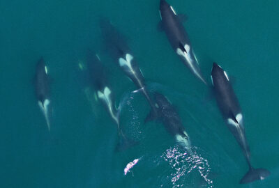 Taking Whale Science to New Heights