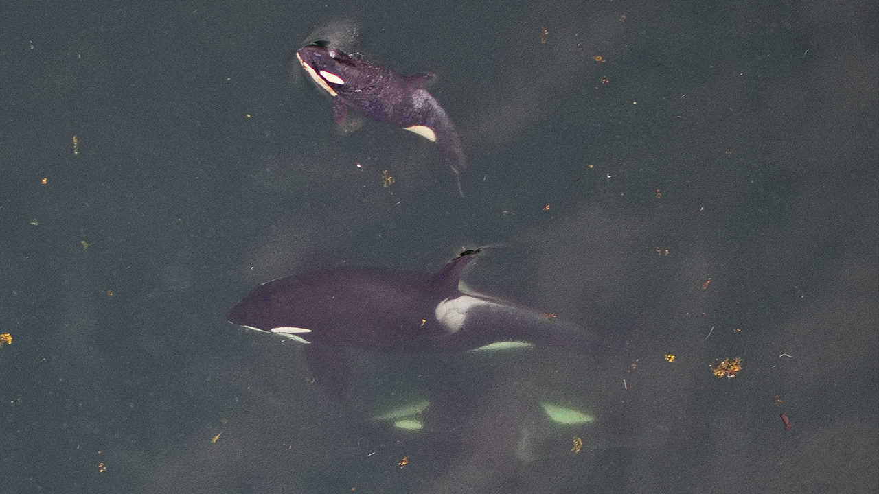 An overhead shot of a killer whale and calf