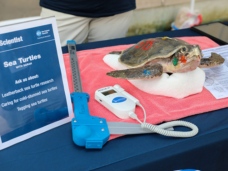 Sea turtle display with medical tools