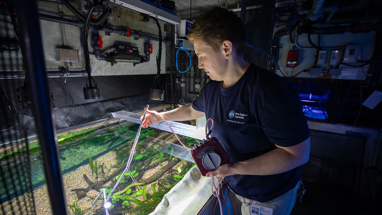 Person using equipment to examine an aquarium tank in a dimly lit environment.