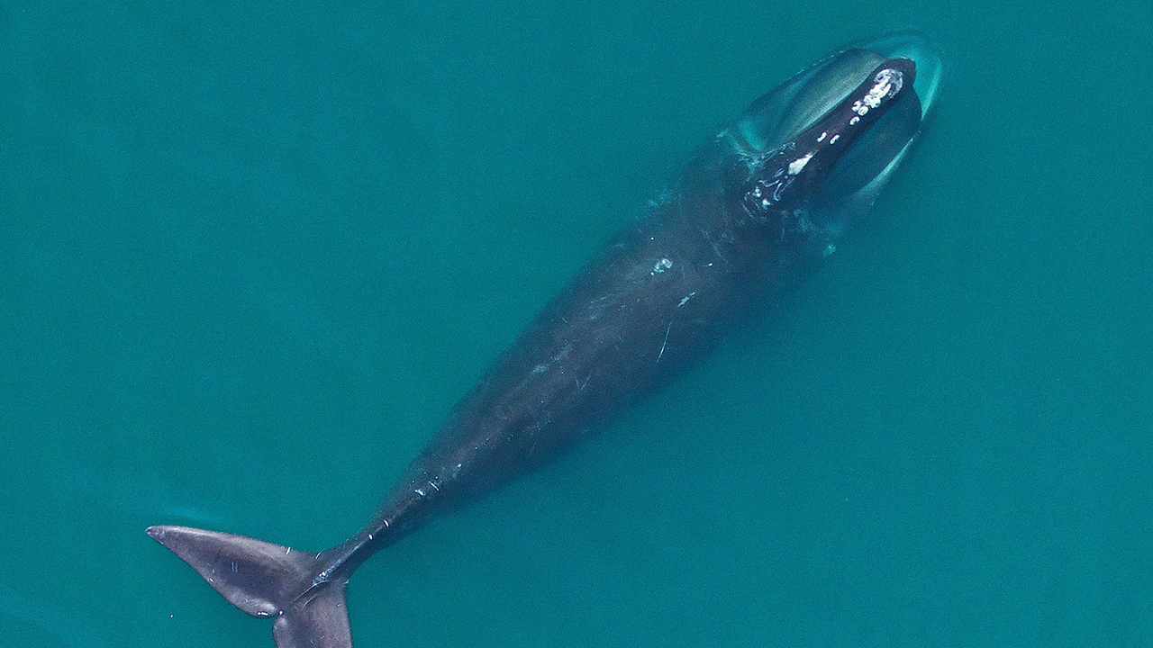 A North Atlantic right whale in Cape Cod Bay