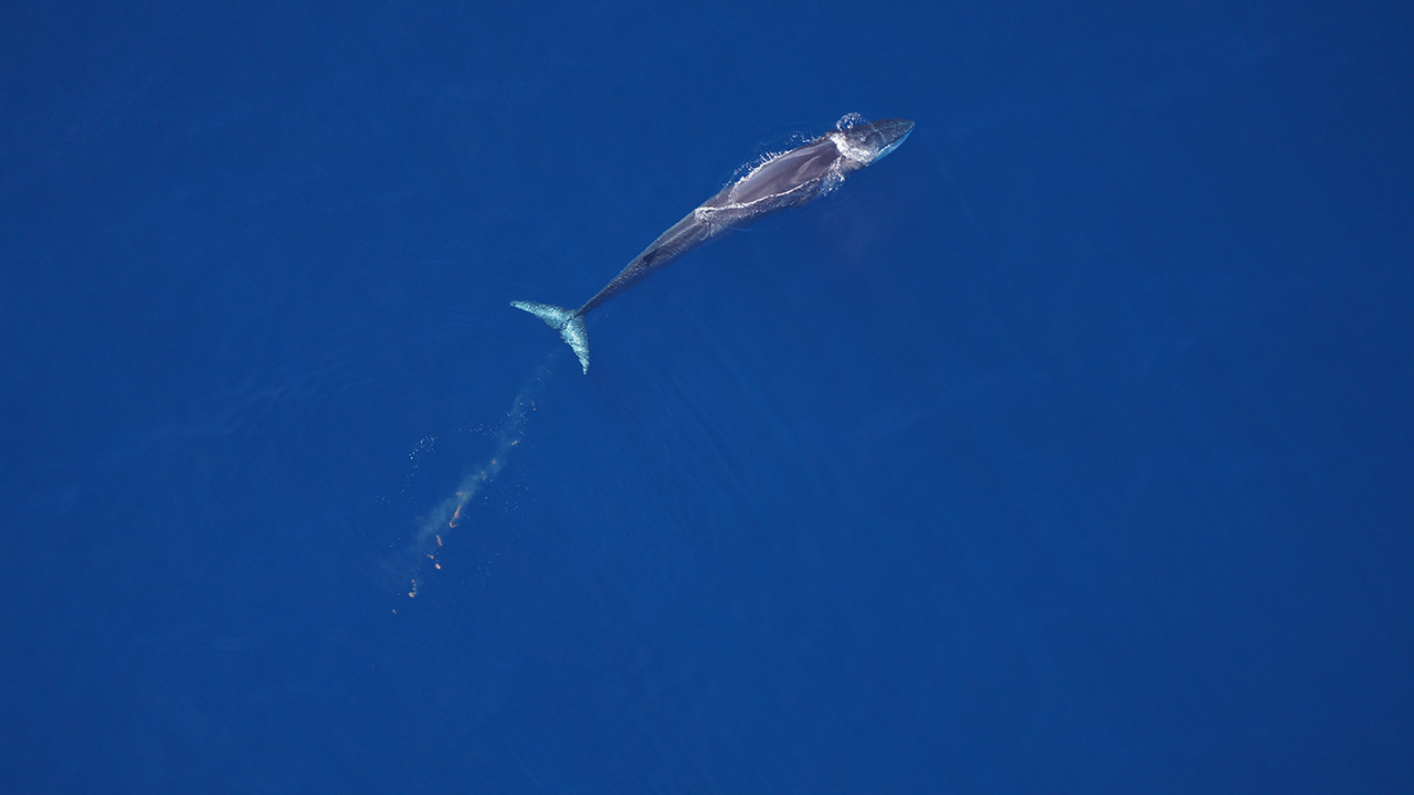 Fin whale