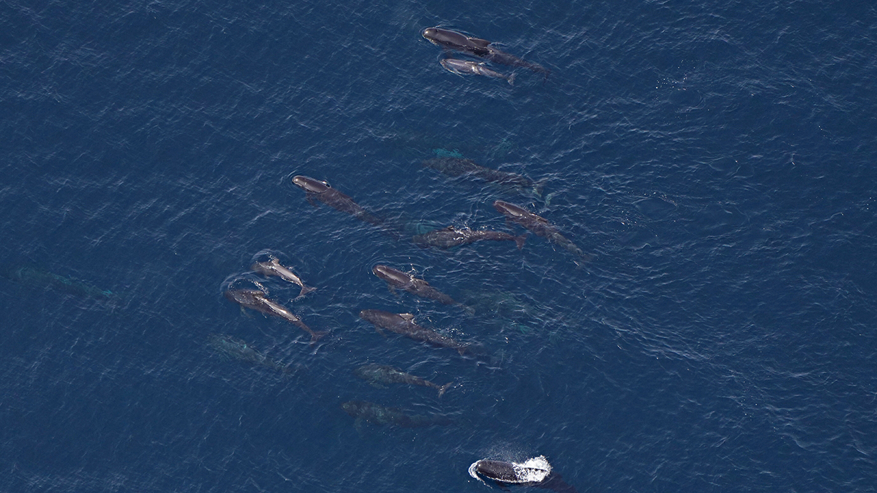 Pilot whales seen during the August survey