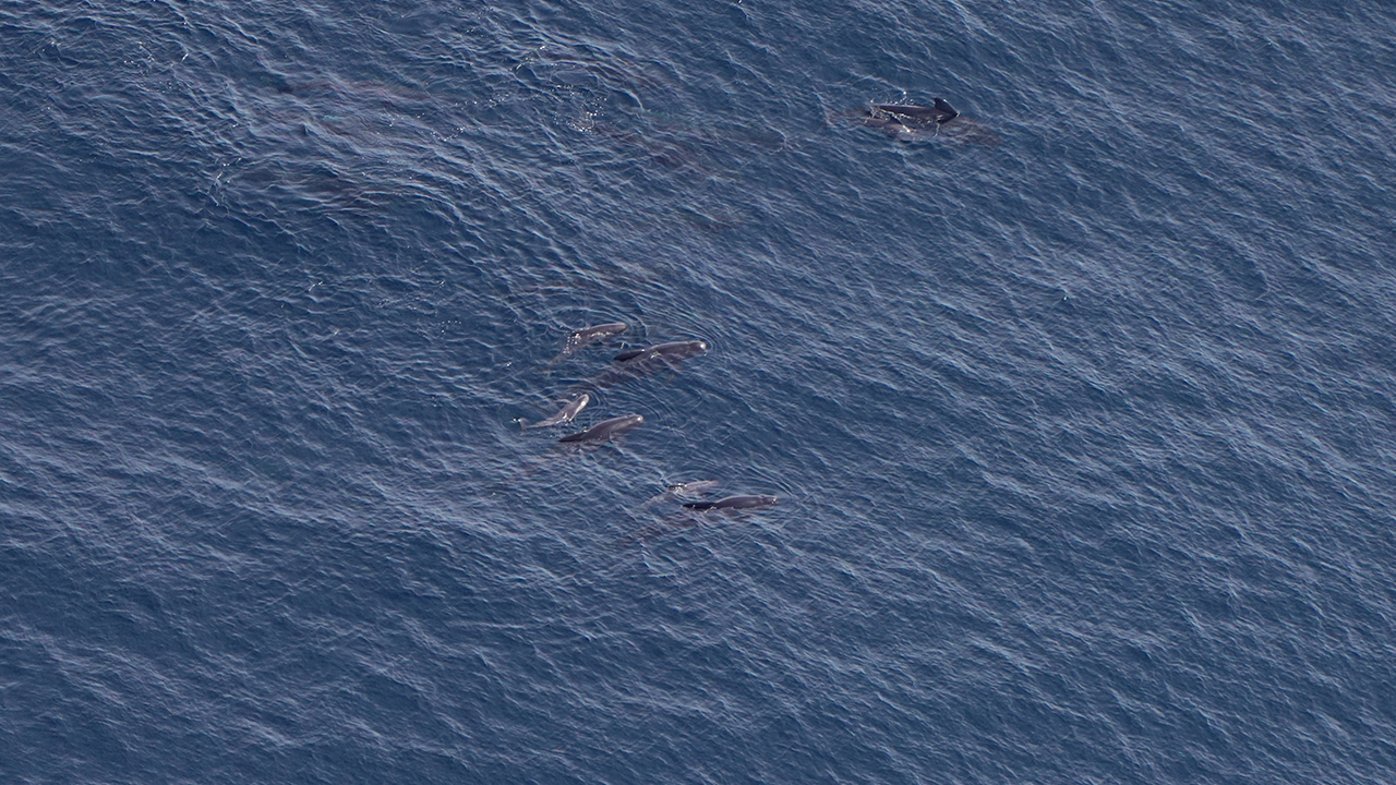 Pilot whales