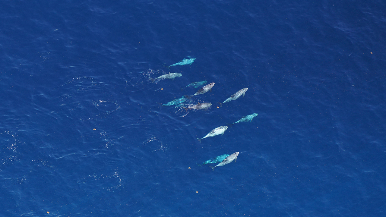 Rissos dolphins