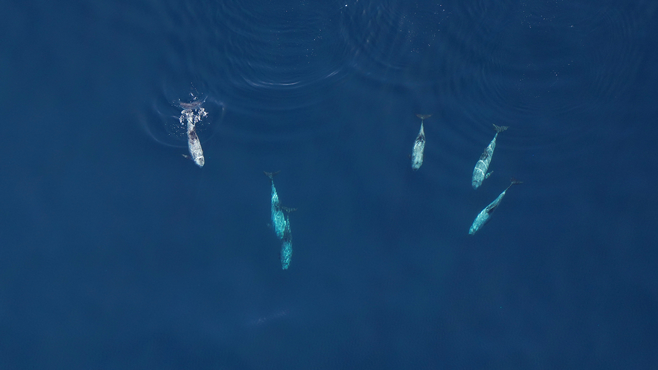Risso's dolphins