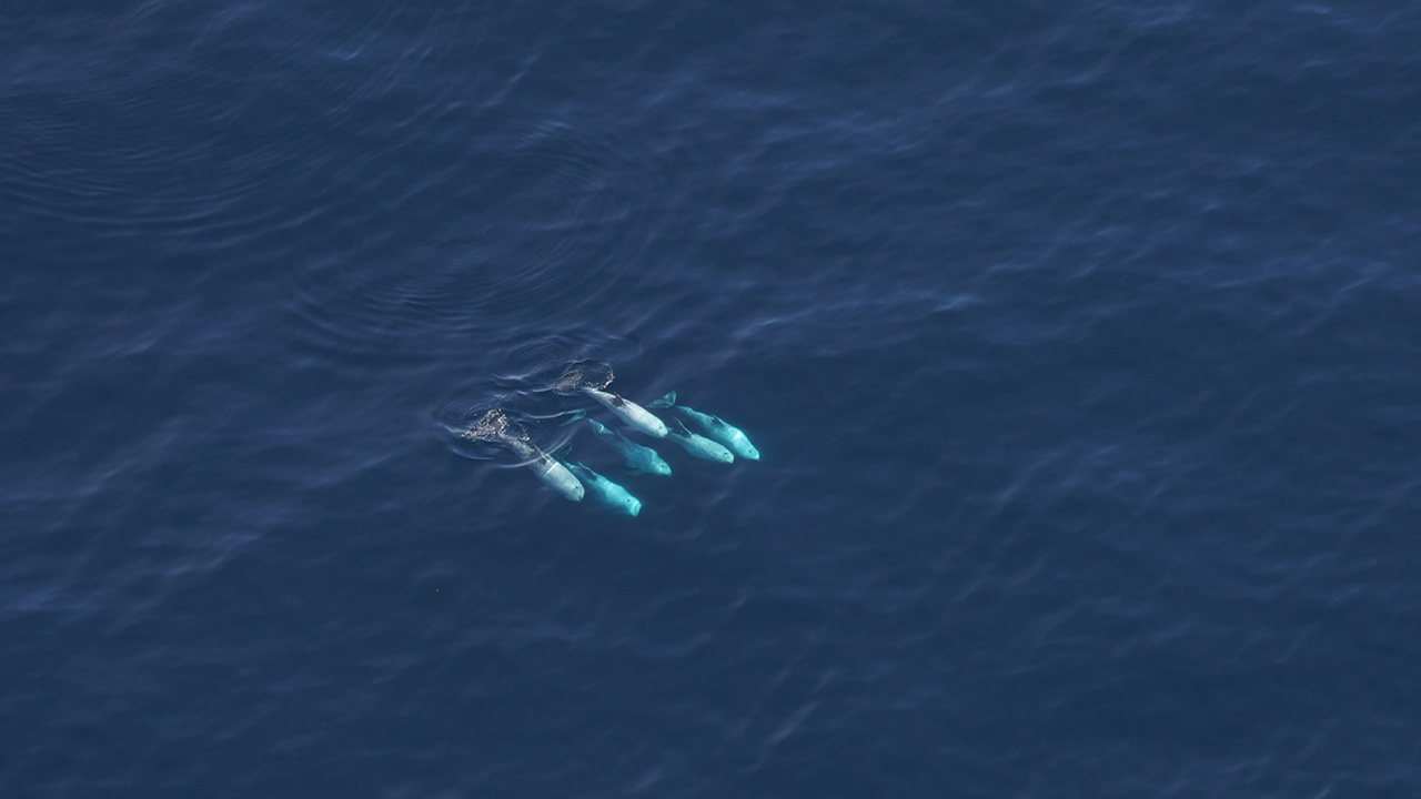 Risso'ss dolphins