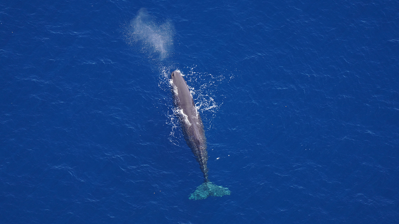 Sperm whale