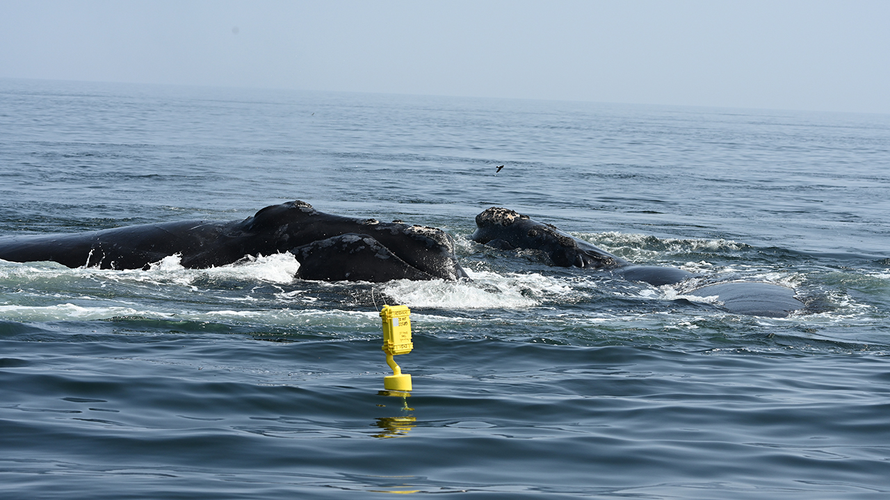 Right whales swimming near a yellow buoy