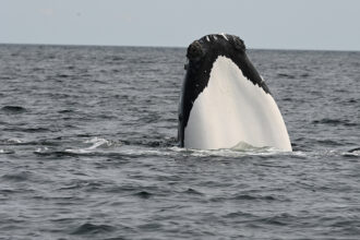 A right whale with a white chin raising its head out of the water