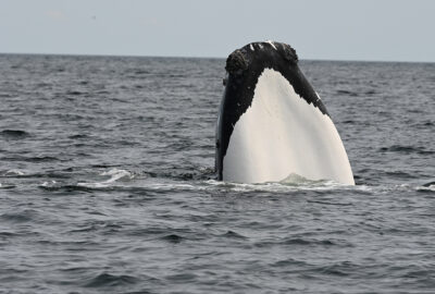 A right whale with a white chin raising its head out of the water