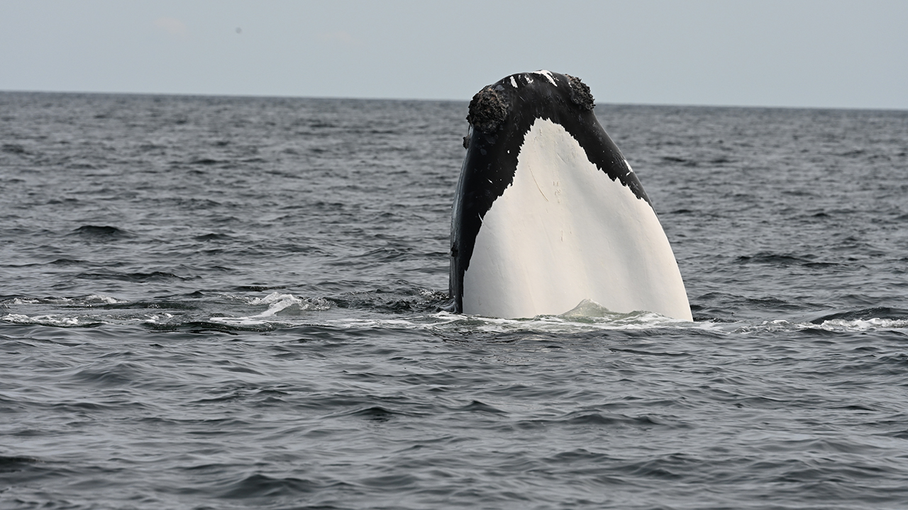 A right whale with a white chin raising its head out of the water
