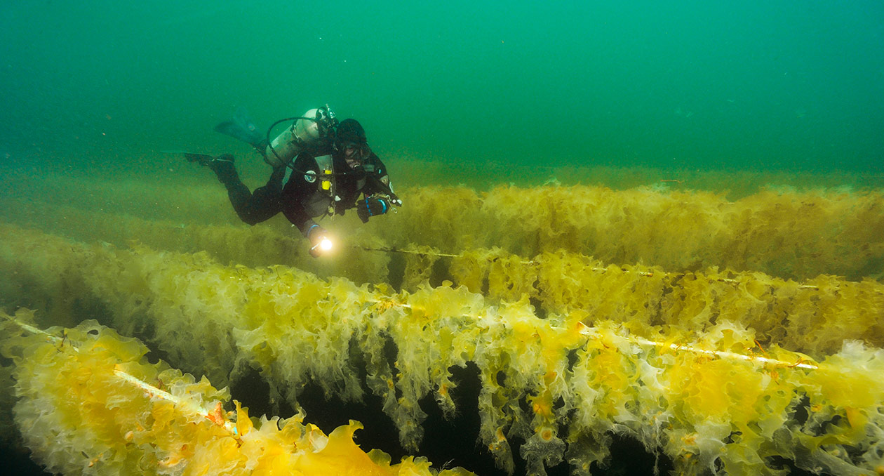a diver swims over a kelp farm