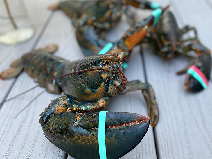 Responsibly caught lobster