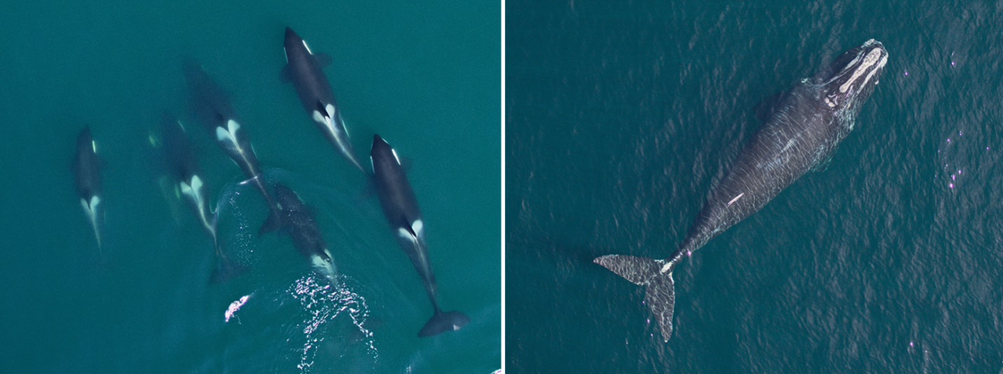 Killer whales on the left and a North Atlantic right on the right.