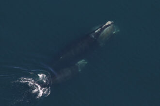 Protections for Right Whales Remain Essential to Continue Population’s Gradual Increase
