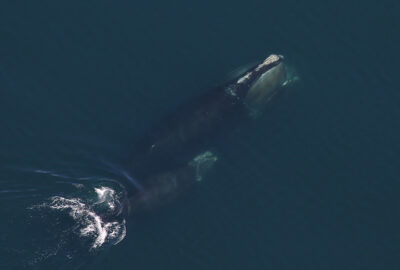 Protections for Right Whales Remain Essential to Continue Population’s Gradual Increase