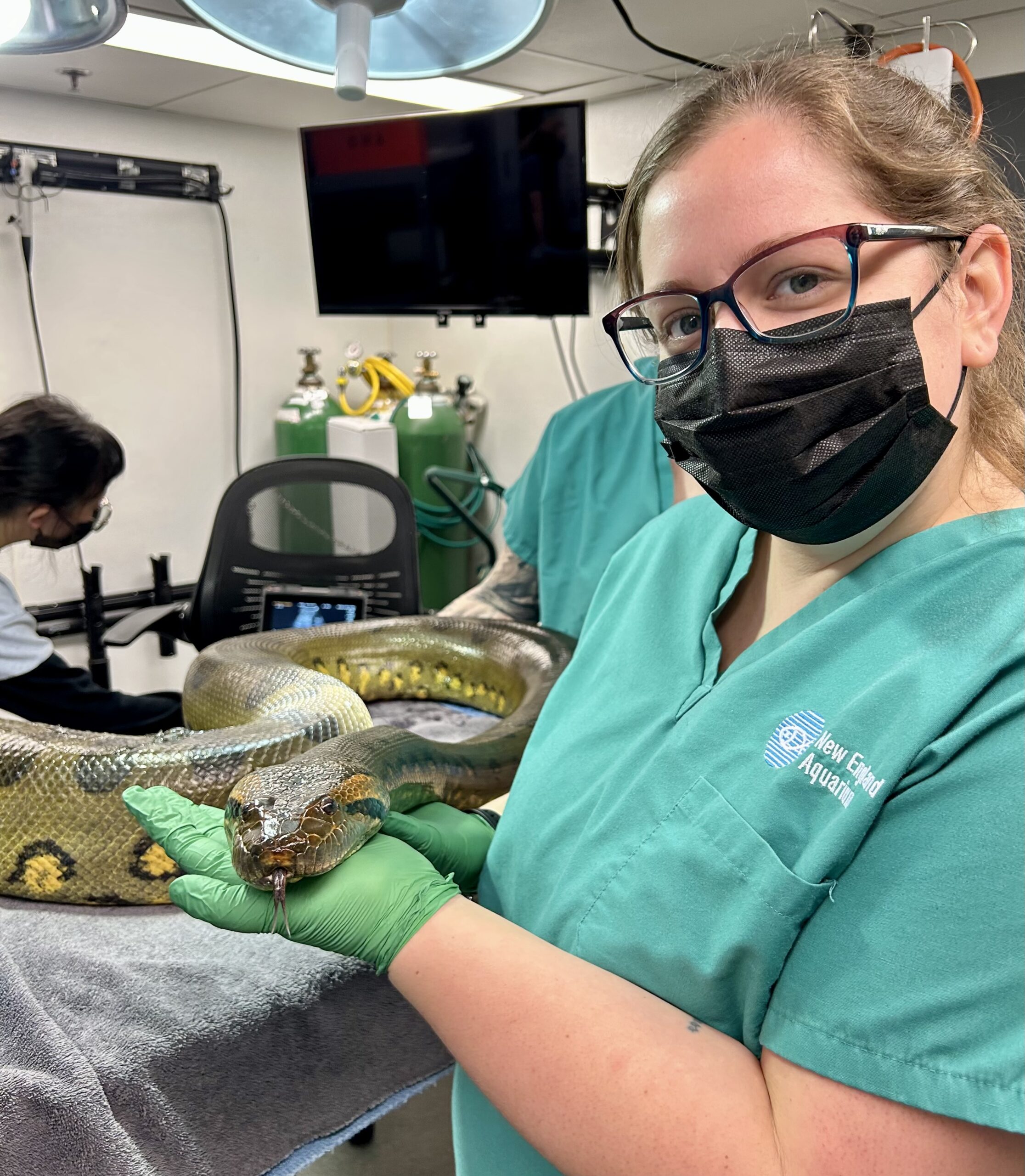 A person wearing scrubs and a mask in a medical setting holding an anaconda