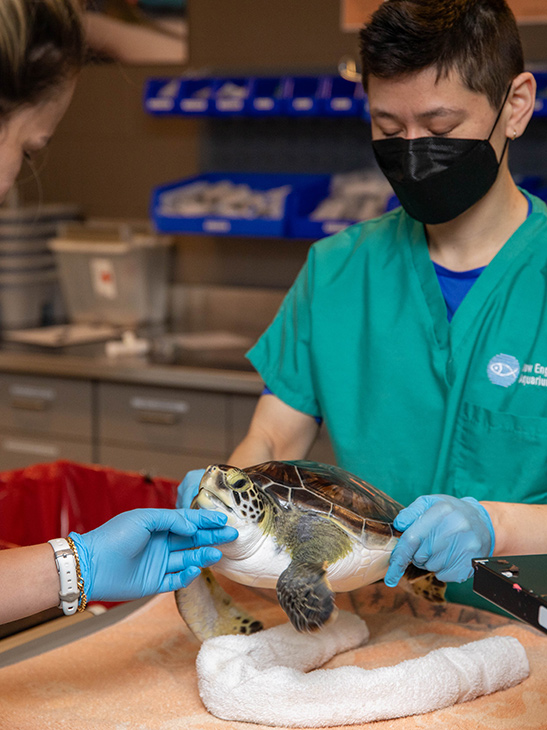 A sea turtle named Aphrodite receives a check-up