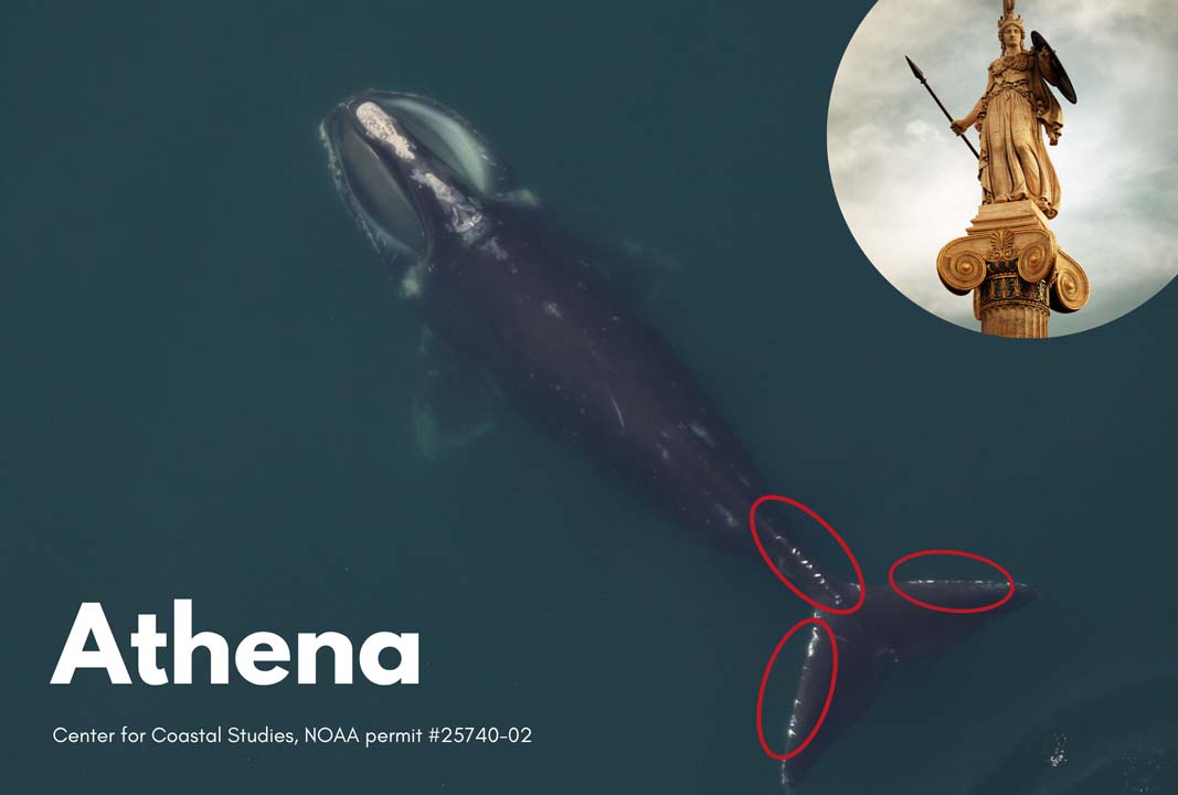 Overhead view of a right whale, pictured with an image of a statue of the goddess Athena
