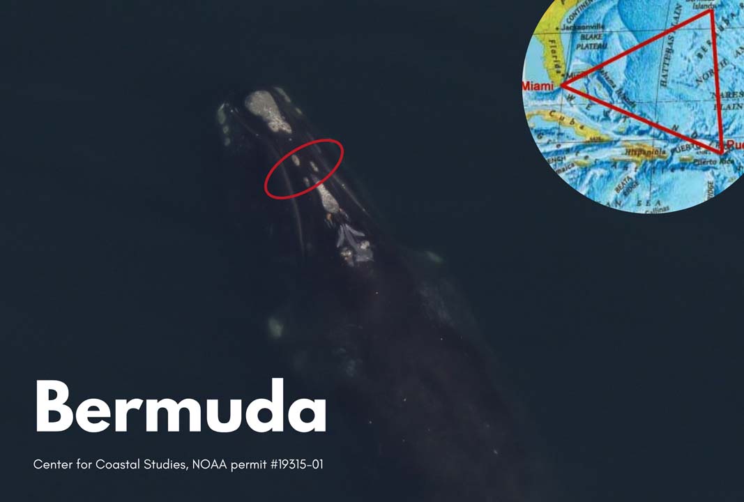 top down view of a right whale's callosity that is reminiscent of the Bermuda Triangle
