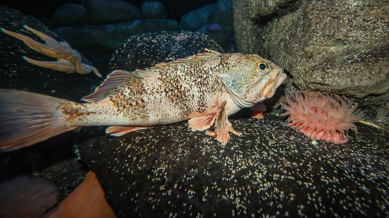 A fish in a dark environment beside an anemone