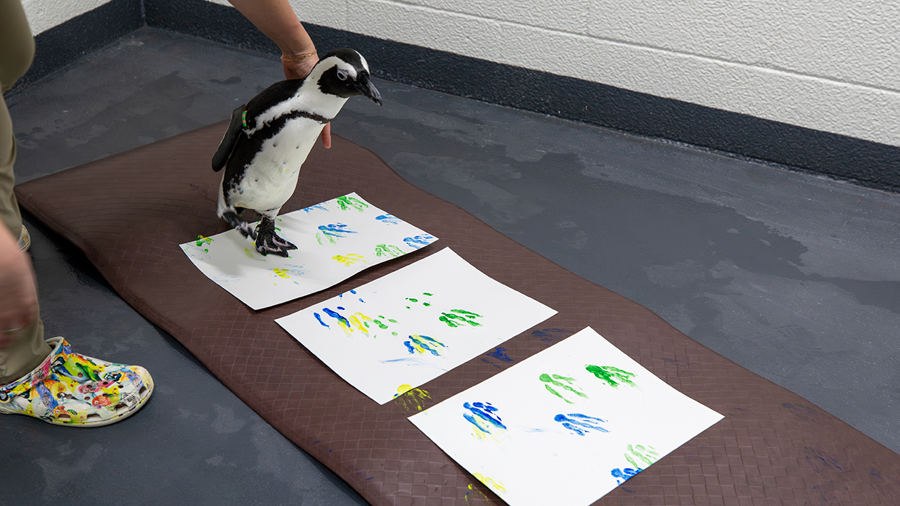 A penguin stands on paper sheets with colorful paint footprints, next to a person wearing colorful shoes.