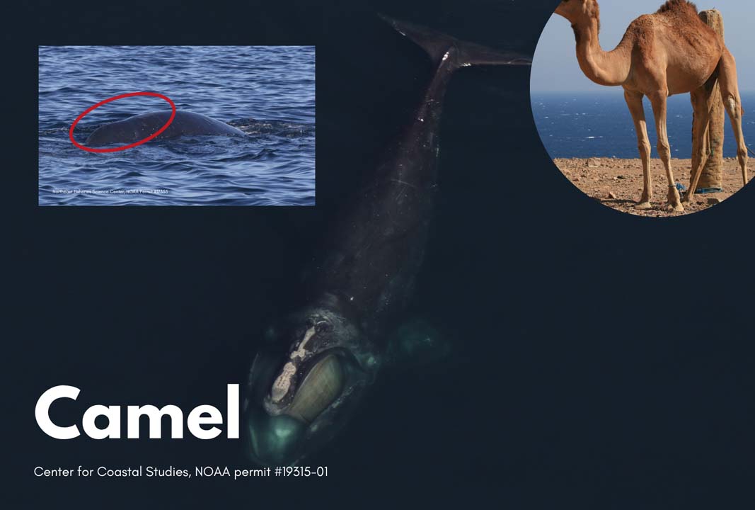 right whale named camel that has a spine deformity that resembles a hump